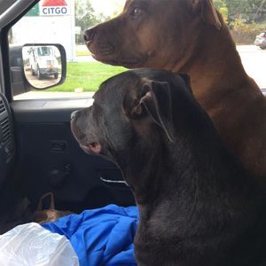 Meet your Posher, Phil